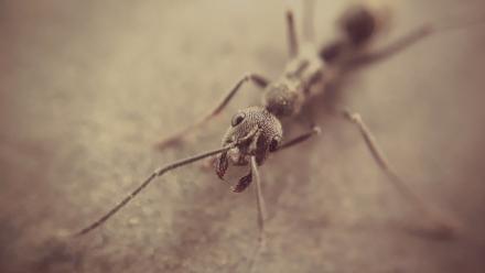 Animal Sentience: Pushing the Boundaries